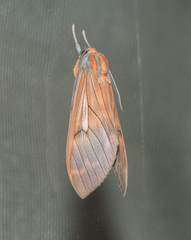 Amastus aconia