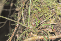 Epidendrum hymenodes