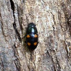 Glischrochilus obtusus