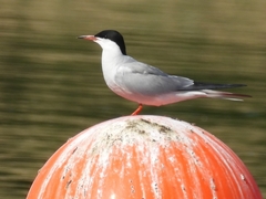 Sterna hirundo