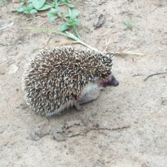 Atelerix albiventris