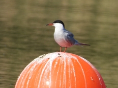 Sterna hirundo