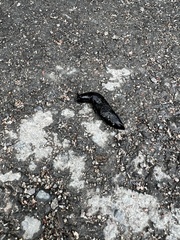 Turcomilax turkestanus