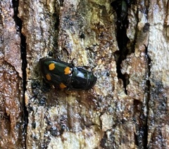 Glischrochilus obtusus