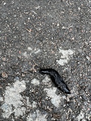 Turcomilax turkestanus