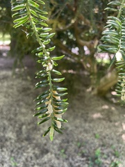Torreya nucifera