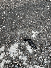 Turcomilax turkestanus