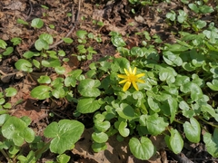 Ficaria verna