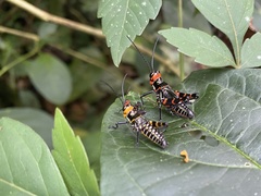 Chromacris psittacus