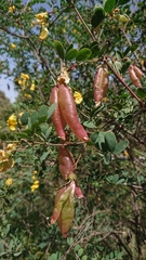 Colutea