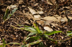 Cissia phronius