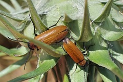 Zonitis immaculata