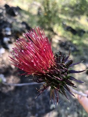 Cirsium occidentale var. coulteri