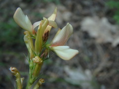 Onobrychis saxatilis