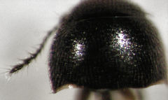 Acrotrichis sericans