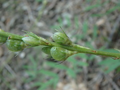 Onobrychis saxatilis