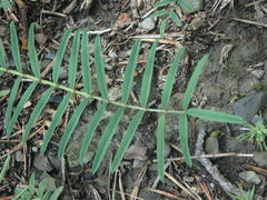 Onobrychis saxatilis