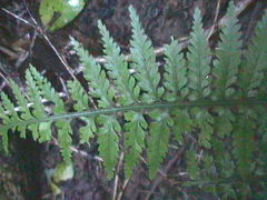 Asplenium bulbiferum