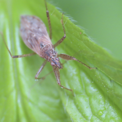 Nabis roseipennis