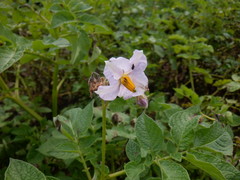 Phytophthora infestans