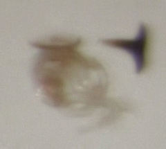 Acrotrichis sericans