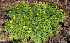 Anemonoides ranunculoides