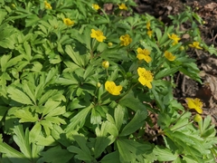Anemonoides ranunculoides