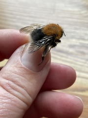 Bombus hypnorum