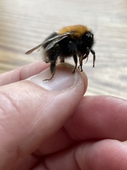 Bombus hypnorum