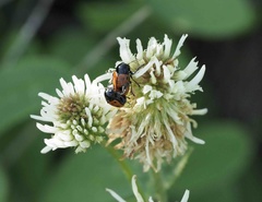 Cryptocephalus bipunctatus
