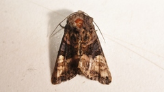 Euplexia lucipara