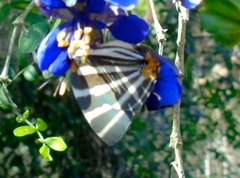 Panthiades bathildis