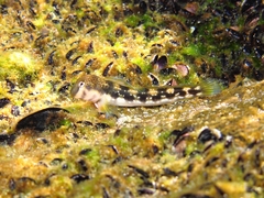 Microlipophrys adriaticus