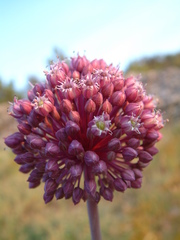 Allium commutatum