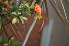 Phoebis neocypris
