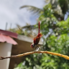 Urothemis signata