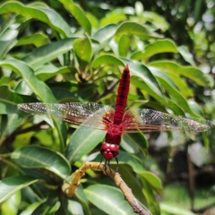 Urothemis signata
