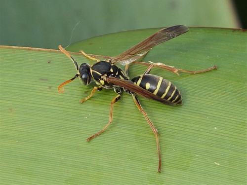 Asian Paper Wasp photo 6
