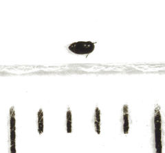 Acrotrichis sericans