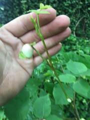 Phylloxera caryaemagna