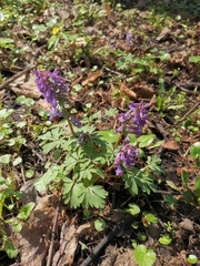 Corydalis solida