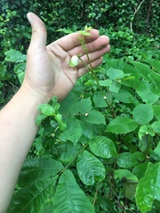 Phylloxera caryaemagna