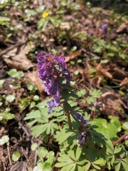 Corydalis solida