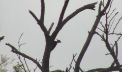 Dryocopus schulzii