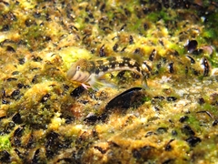Microlipophrys adriaticus