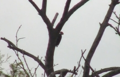 Dryocopus schulzii