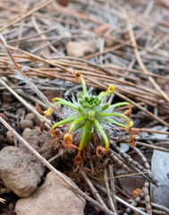 Drosera scorpioides