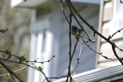 Vireo solitarius