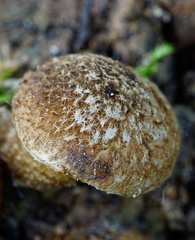 Mallocybe fuscomarginata