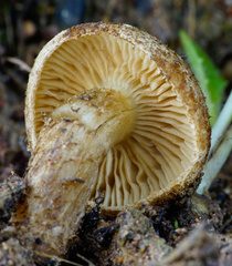 Mallocybe fuscomarginata